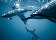 爱游戏体育app-FIFA各奖项最终得分：莱万全方位碾压 克洛普险胜